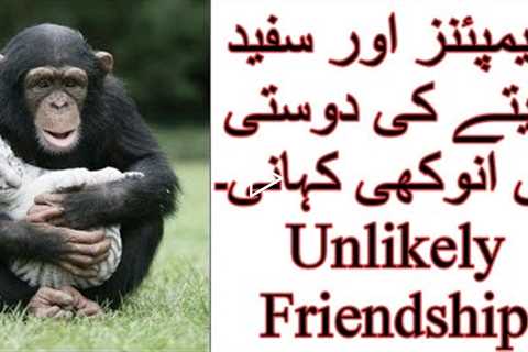 Animals Friendship|Most Famous Friendships Of Animals|World Famous Stories Of Animals Friendships|