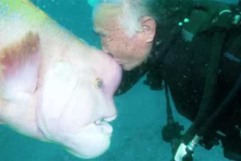 79-Year-old Diver and This Fish Have Been BFFs for Nearly 30 Years After He Nursed Her Back to..